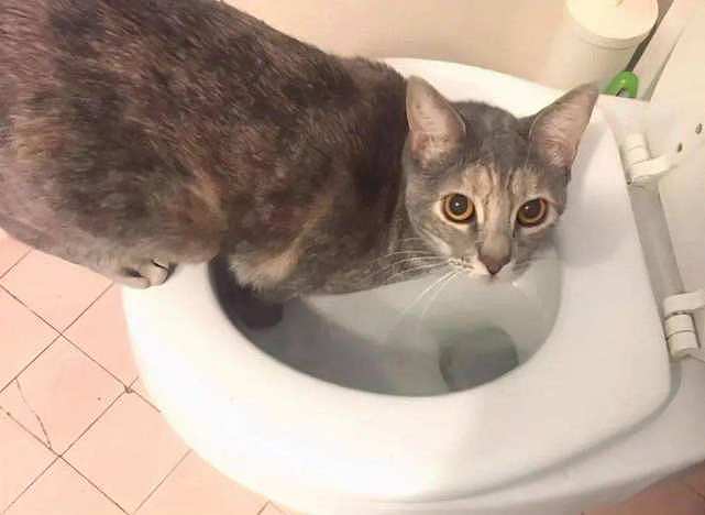 为什么猫咪宁可喝马桶水，也不愿意喝碗里的水？ - 1