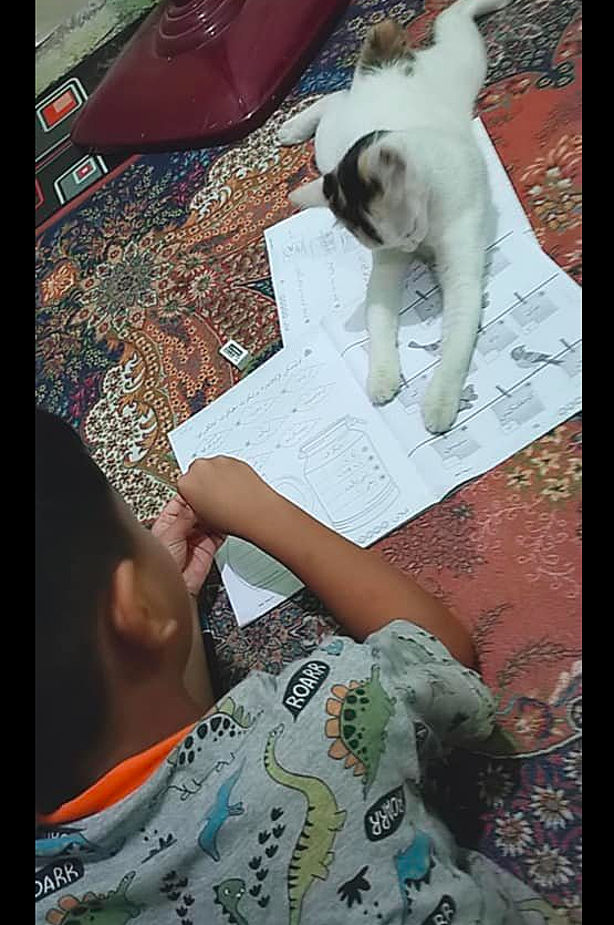 儿子放学回来写作业，猫咪却趴在本子上干扰他：陪我玩不好吗？ - 3