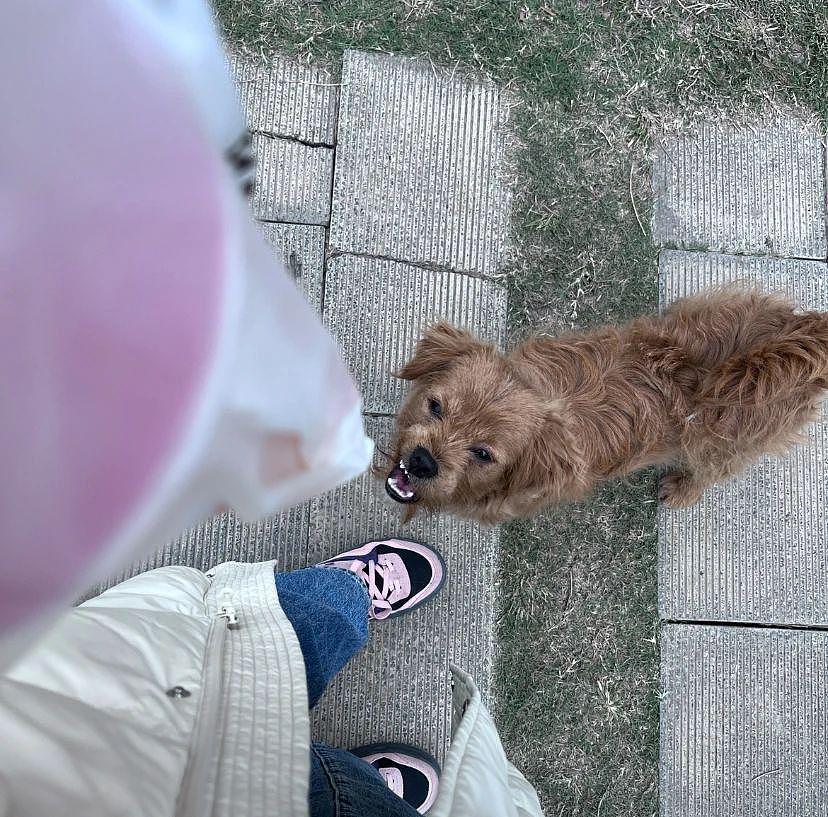 网友黄山旅游遇见可爱萨摩耶，狗狗把他们带到了自家饭店，耶耶：我今天的 KPI 完成了！ - 13