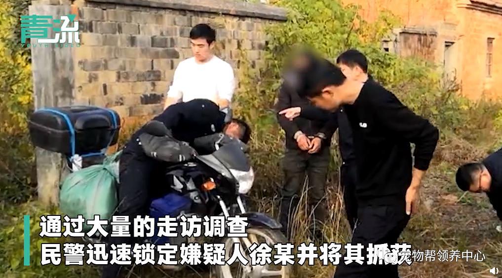 狗狗中毒后跑到派出所门口躲避，却仍没逃过偷狗贼，最后警察为它讨回公道 . - 16