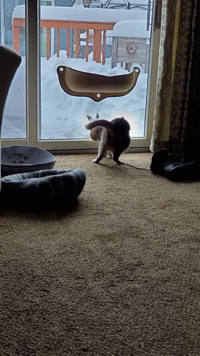 在屋外用雪堆了一只猫咪，结果猫主子整天坐在窗边看 - 3