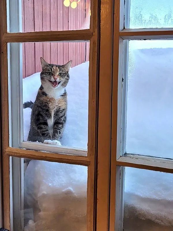 在门外吵着要进来的猫，一给它开门放进来后，表情秒变样！ - 2