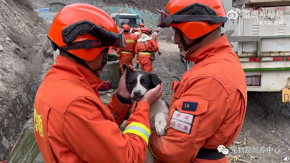 狗狗掉下山崖消防员冒险营救，而害狗狗被困险境的人，却一走了之了 . - 19