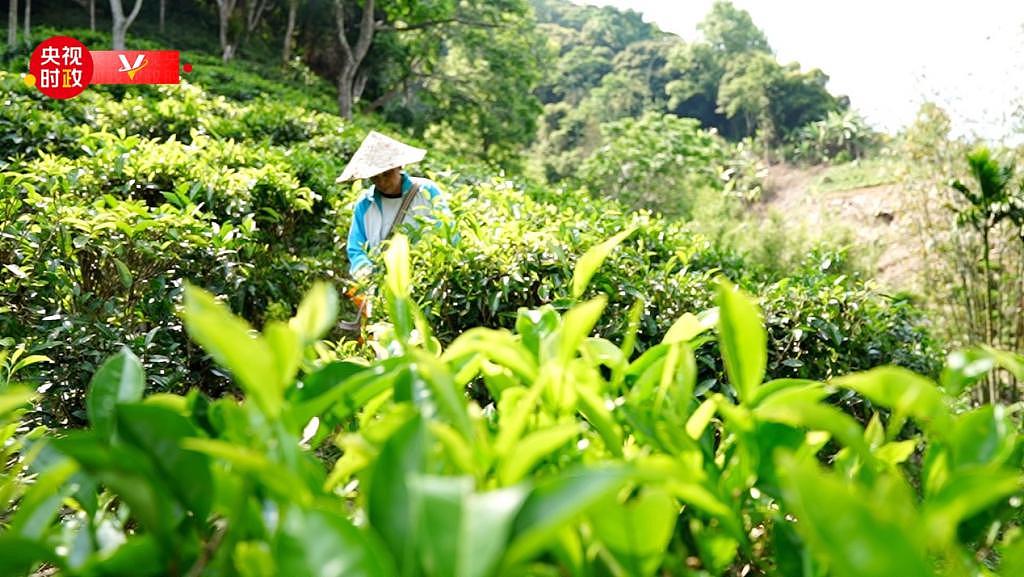 习近平海南行丨致富茶、旅游饭、振兴路——走进水满乡毛纳村 - 1