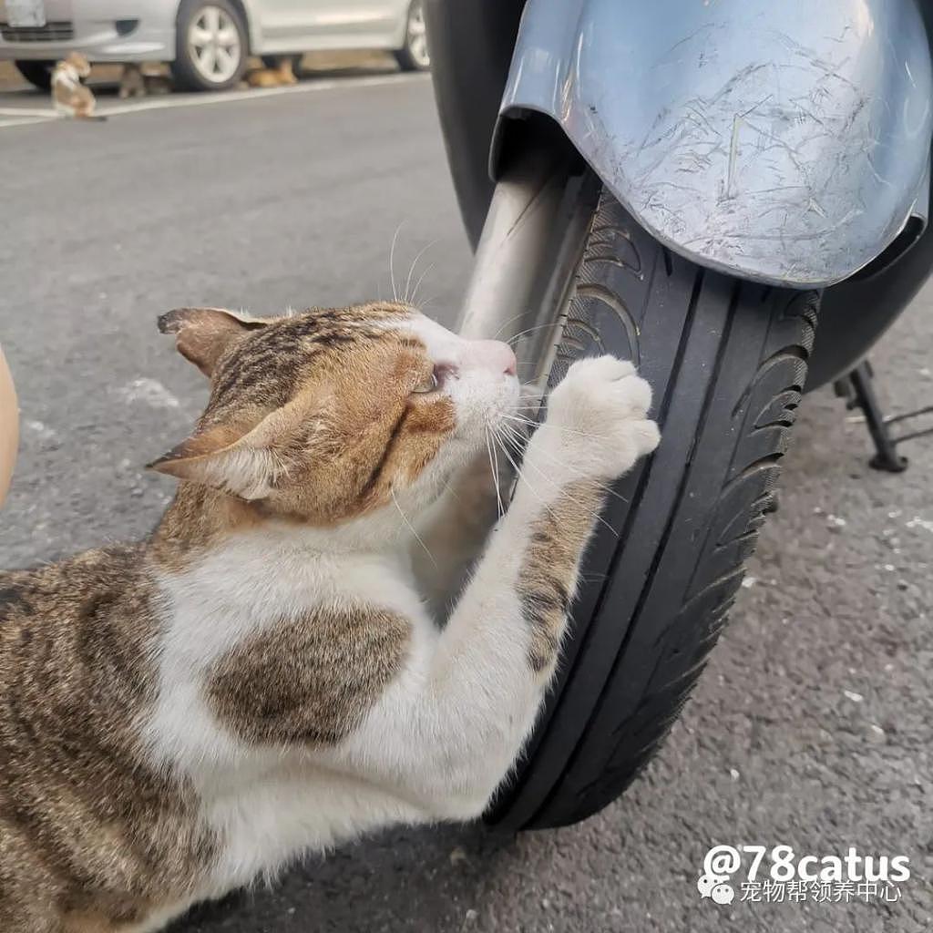 猫咪瘫在车轮下，以为被轧，结果竟是碰瓷老司机，虚惊一场！ - 4
