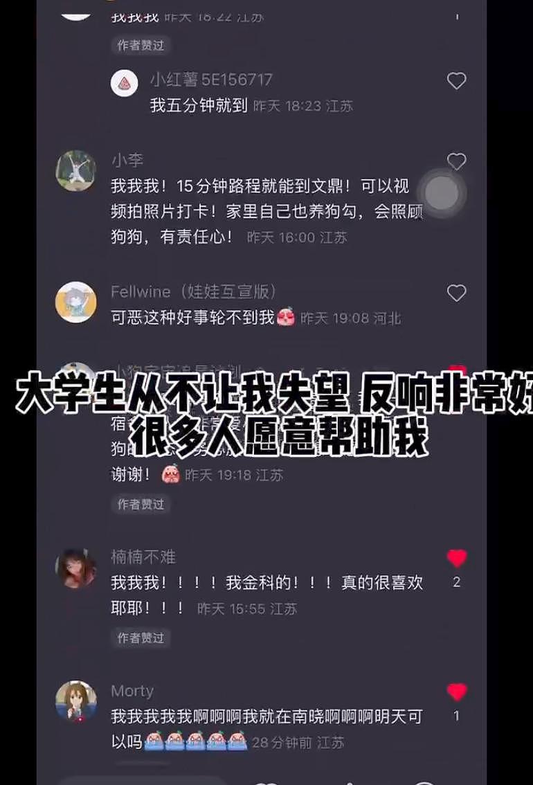 狗子总拆家，主人发帖求大学生帮忙遛狗，结果太热情，预约排了 20 天之后… - 5