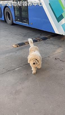 狗狗在车站旁，像是执着的等主人，却总遭踢打，被救后仍很胆小 . - 1