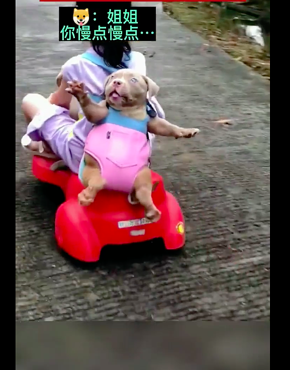 女儿背着狗狗开玩具车，狗狗被吓到四肢伸开眼睛瞪直，太好笑了！ - 2
