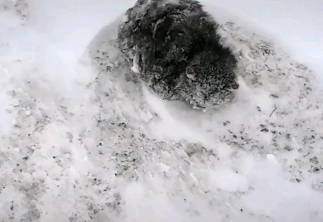 猫咪被冻成了“冰雕”，无奈地定格在雪地里：有人来帮帮我吗？ - 1