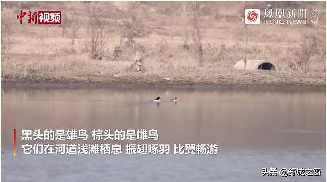 舒城杭埠河惊现“鸟中大熊猫”！太罕见了 - 2