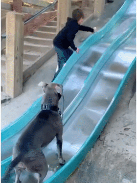 狗子可以有多独立？“自己牵着自己去玩滑滑梯...” - 3
