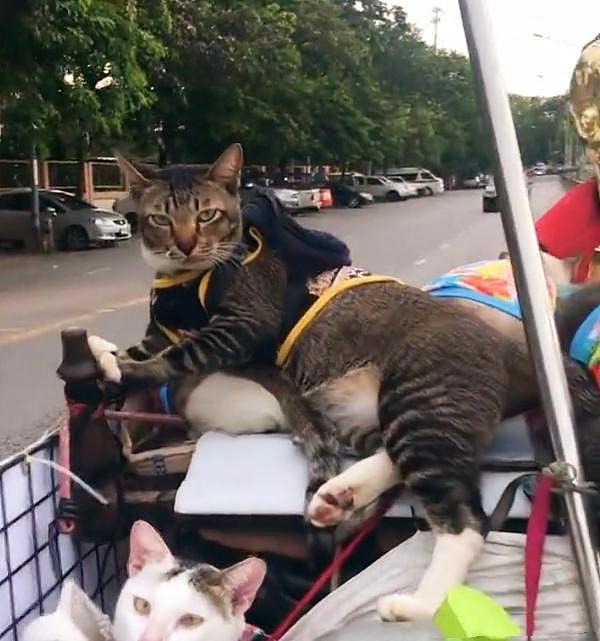 环卫大叔捡到9只流浪猫，带着喵们一起工作：垃圾车成了撸猫车 - 3