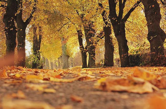 今日秋分丨木叶落，秋分至，正是一年最美时 - 1