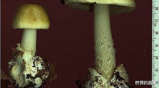 全球最毒的蘑菇死亡帽蘑菇 误食鬼笔鹅膏30毫克令人丧命 - 3