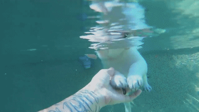 拉布拉多宝宝汪生第一次下水游泳...没想到超像小白猪！ - 1