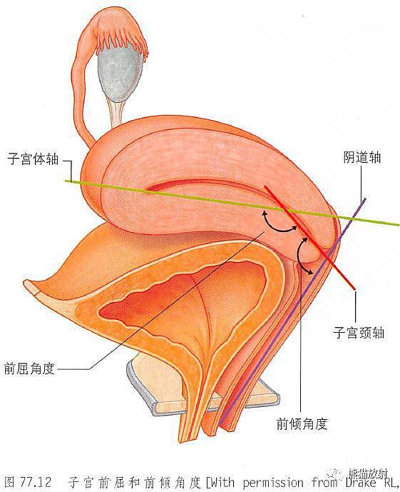 解剖丨膀胱、前列腺、尿道、生殖系统 - 26