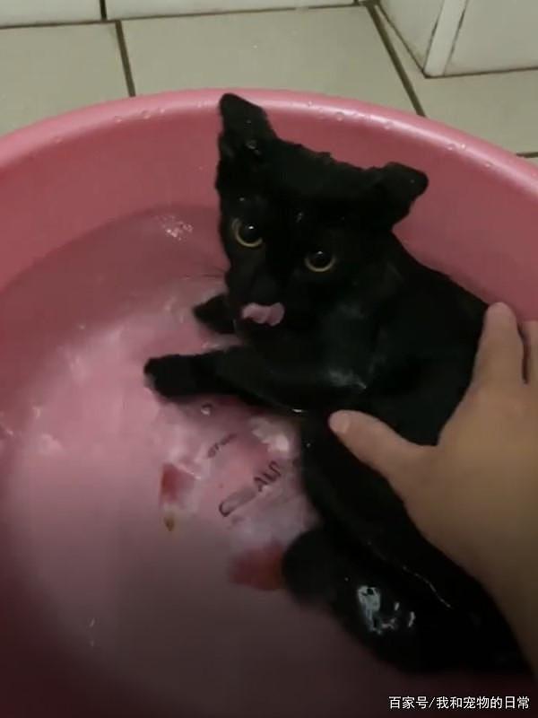 这是养到极品猫啊！第一次洗澡竟然会泡澡还折手手 - 6