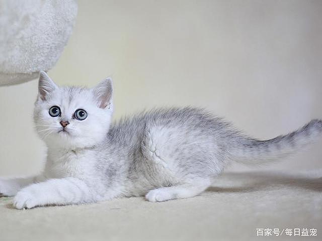 为了让猫咪怀孕，主人强行将两只猫关一起，公猫的反应让人心疼！ - 7