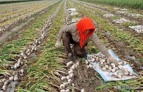 河南农村树荫下的贩子从农户手中收9毛一斤的大蒜，转手卖出1.5元 - 5