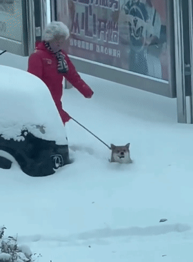 原来狗狗在下雪天还有这个用途...哈哈哈哈哈哈哈挺好用！ - 2