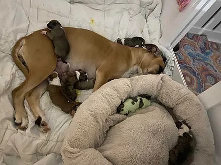 狗子生了8只小宝宝，其中一只全身都是绿色的，网友：浩克上身！ - 4
