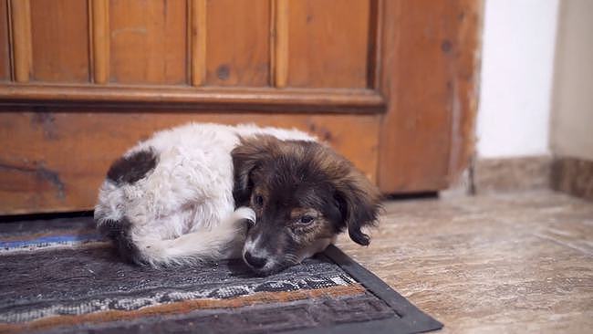 被主人丢弃的狗狗，获救后担心自己被抛弃，主动选择睡脚垫 - 6