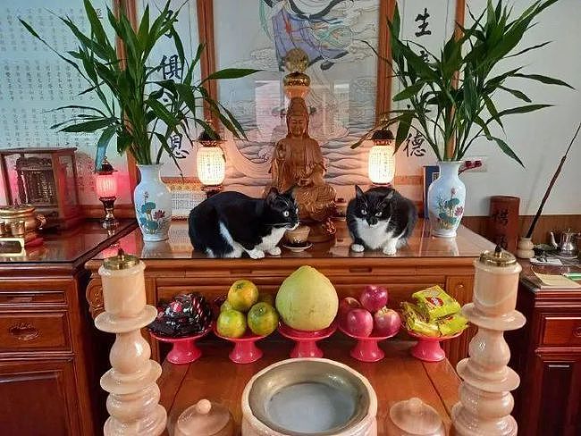 网友家的两只猫每天都会在神龛上，就这样看着，也不知在守什么！ - 3