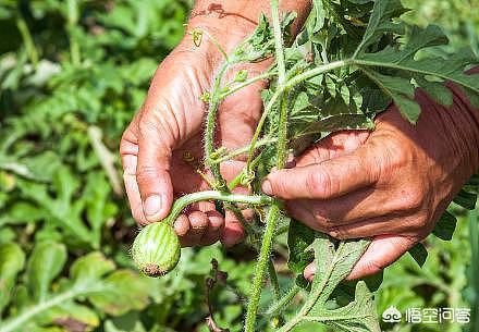 酷夏「解暑神器」西瓜、人人爱吃的红薯种植技巧分享 - 3