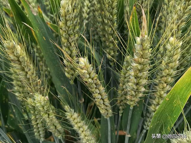 小麦灌浆期管理重点，只要打好这一遍药，就能确保籽粒饱满产量高 - 2