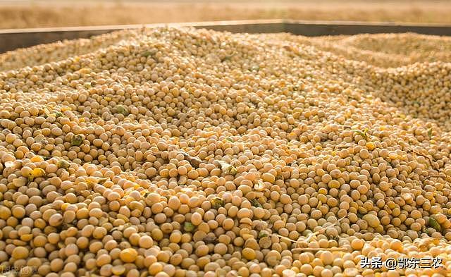 目前大豆收购价3.2元一斤，补贴最高有400元一亩，播种大豆能赚钱 - 3