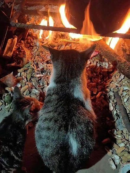 猫总喜欢围着火炉取暖，还越靠越近，直到闻到一股烧焦味... - 1