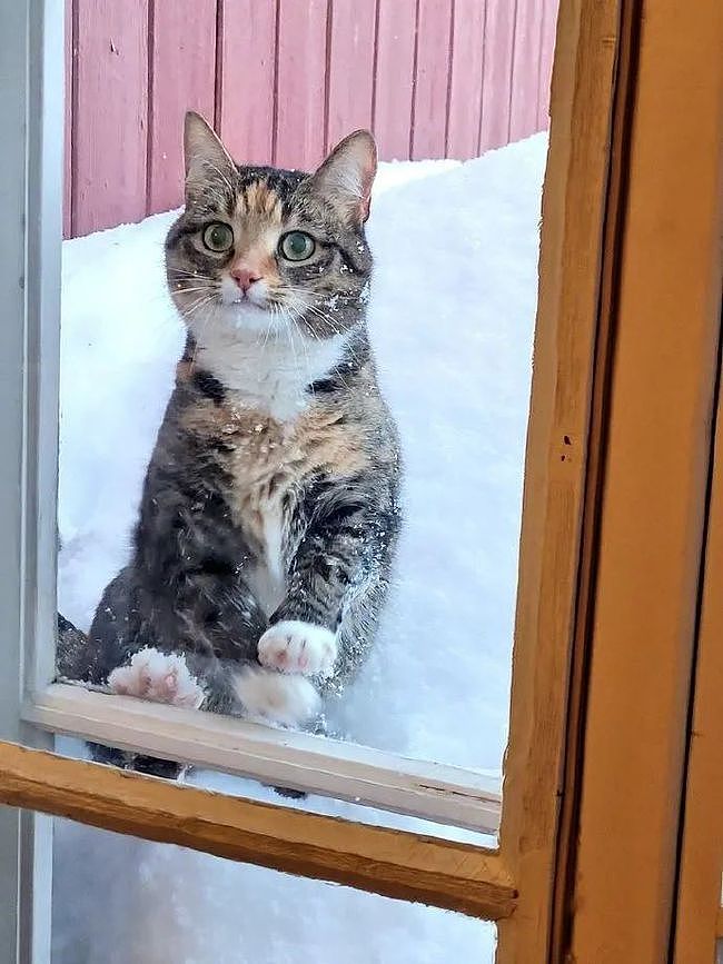 可怜的小猫在门外挨冻，进来后竟秒变脸，小哥：上当了！ - 2