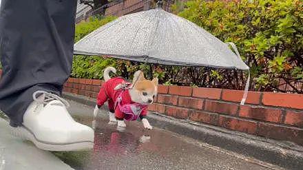 狗子出门散步，主人怕它淋湿，于是这样保护着！ - 3