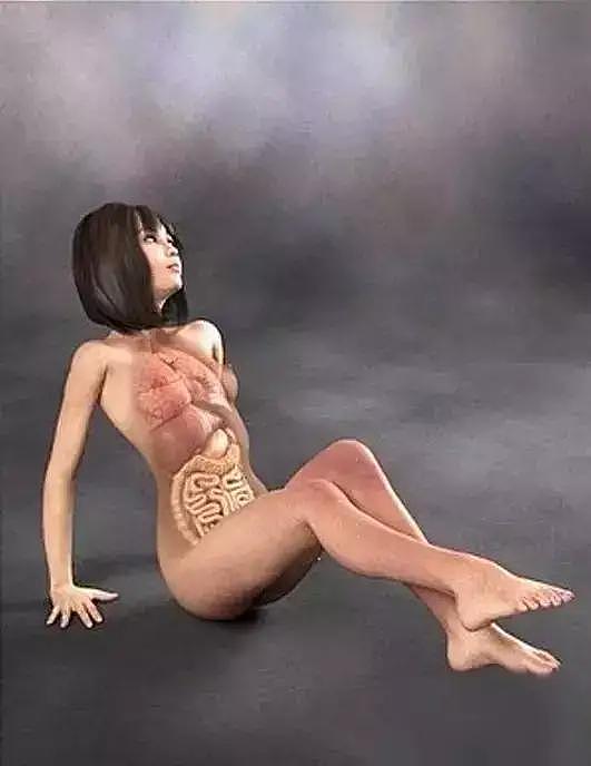 图谱｜日本医学女性人体解剖图3D - 12