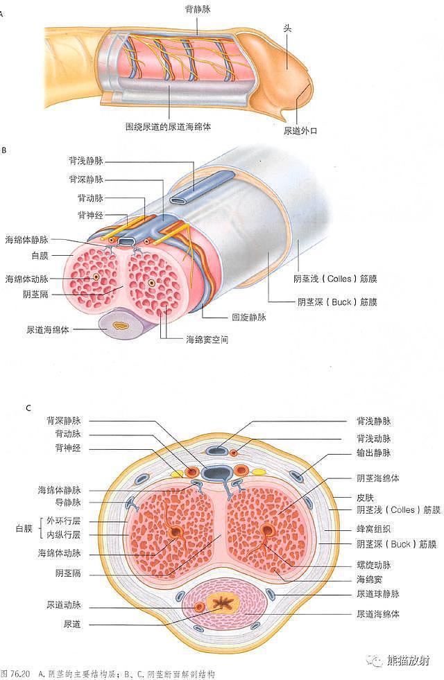 解剖丨膀胱、前列腺、尿道、生殖系统 - 22