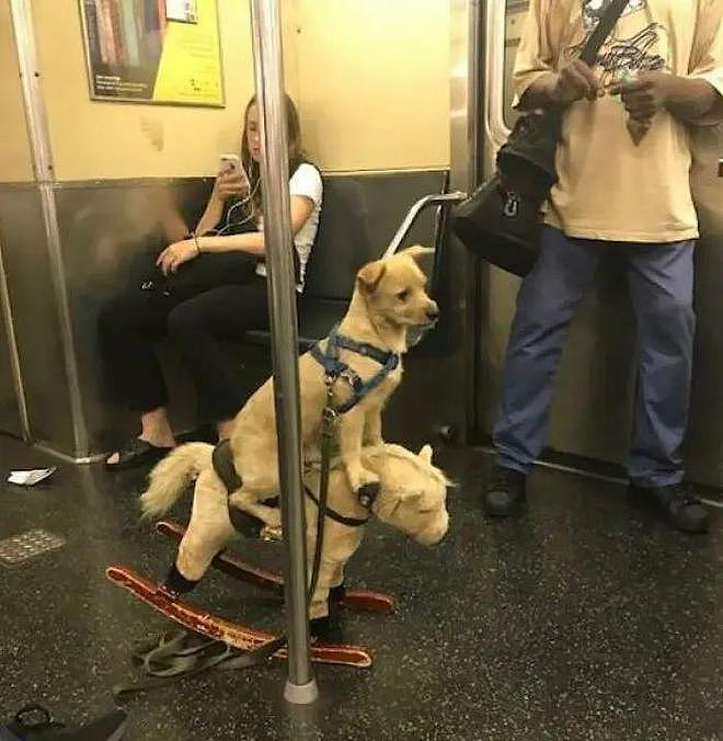 坐地铁时偶遇路霸，乘客见它就乖乖收脚...哈哈哈哈是真的很霸道！ - 26