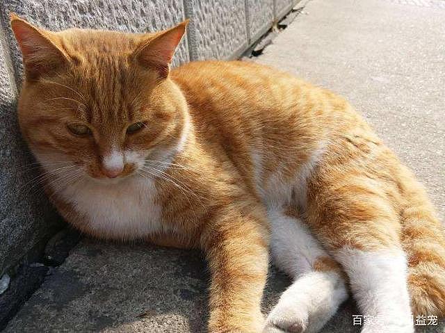 一只平平无奇的橘猫，身上竟藏着7个“世界之最”，你不知道吧！ - 3