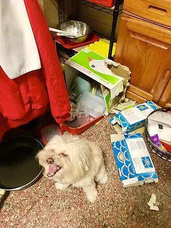 狗子把厕所门拆了，被发现后还一脸大笑：这门质量不行！ - 2