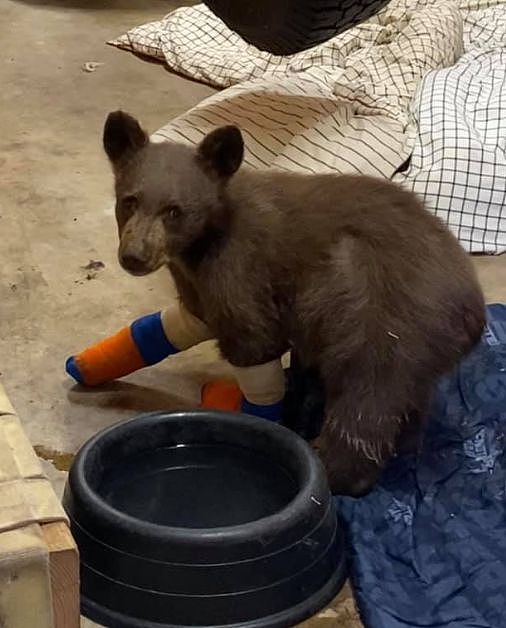 摄像机在野外拍到一头熊，它竟然正在……给自己的玩具熊洗澡！ - 1