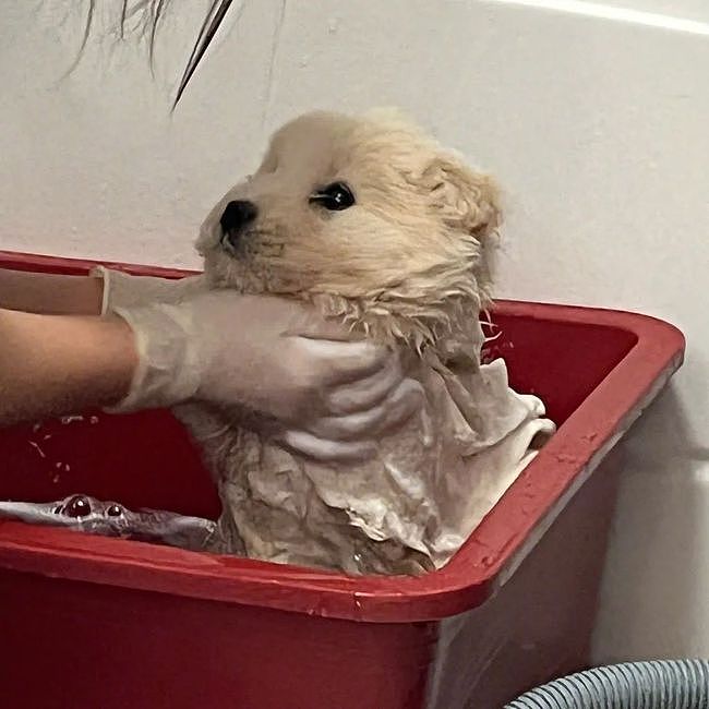 小奶狗汪生第一次洗澡，小表情很是震撼：这是在干嘛... - 1