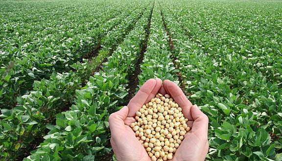 种植大豆怎样施肥才能更高产？田间施肥要注意这4点 - 1