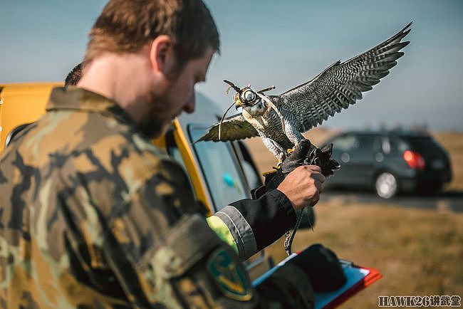 捷克训练“猛禽士兵”保护空军基地的安全 捕杀干扰飞行的鸟类 - 11