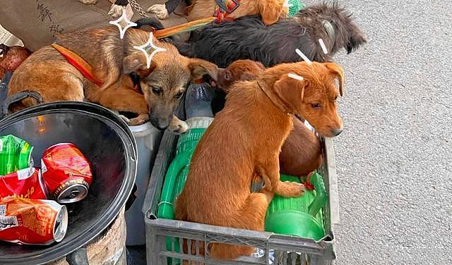 老人陆续收养7只流浪狗，带着汪们一起工作：垃圾车成了撸狗车 - 2