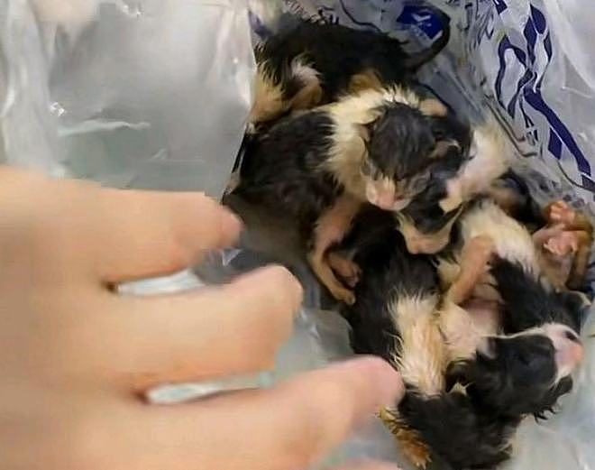 网友救下被遗弃在塑料袋里的6只小奶猫，一睁眼就喊网友“妈”！ - 1