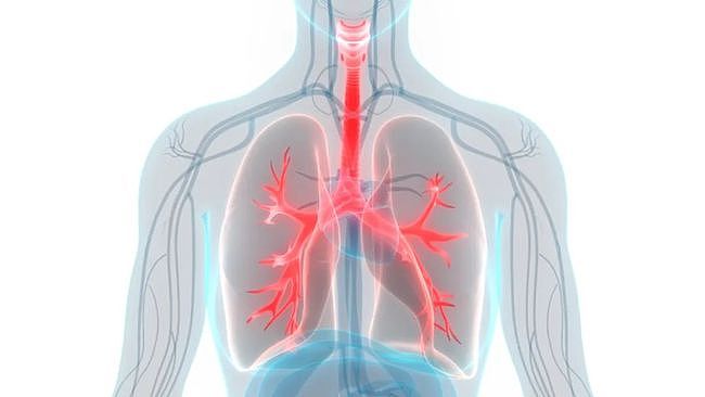 肺不好的人，多吃这4类食物，既养生，又有助于呵护肺脏健康 - 1