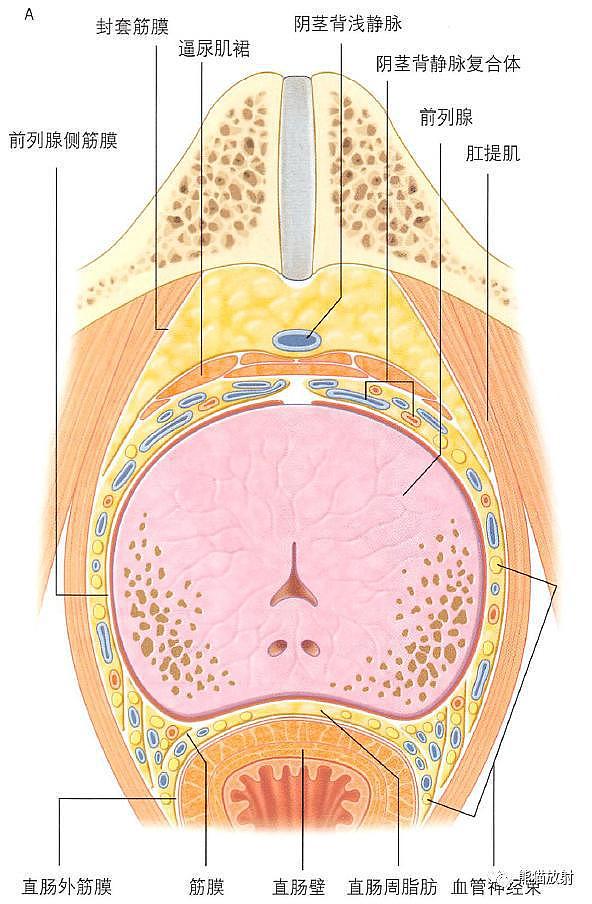 解剖丨膀胱、前列腺、尿道、生殖系统 - 10