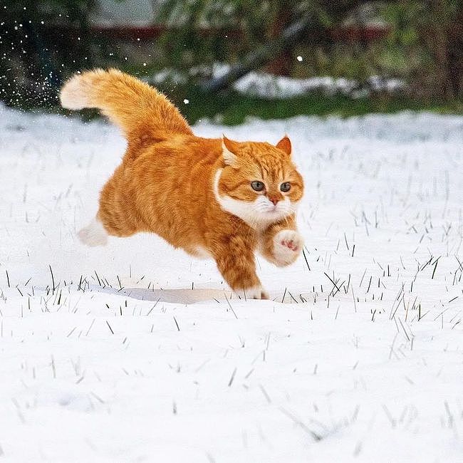 和小猫咪打雪仗有多刺激？一个雪球过来我哭了… - 3