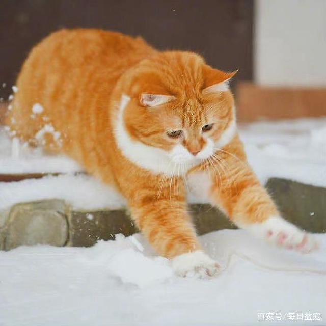 一只平平无奇的橘猫，身上竟藏着7个“世界之最”，你不知道吧！ - 9