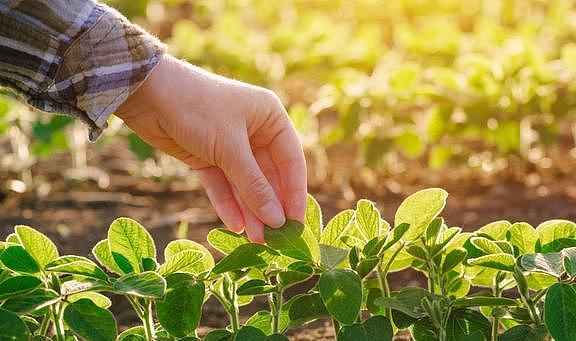 种植大豆怎样施肥才能更高产？田间施肥要注意这4点 - 3