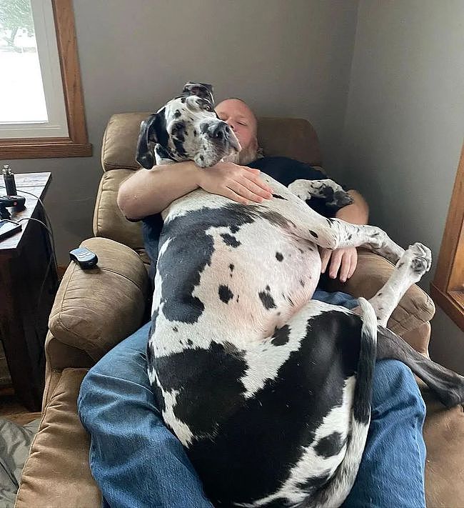 忘记自己长大了...156斤大狗仍每天找主人要抱抱，还压坏了三张沙发！ - 1